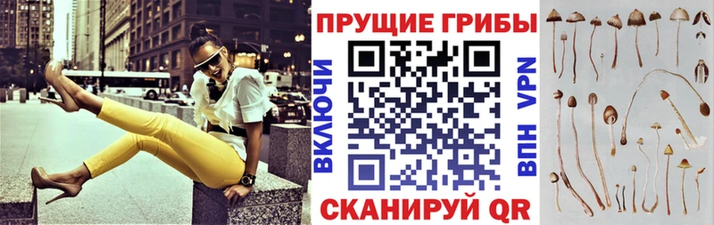 Галлюциногенные грибы Cubensis  Купить где  Константиновск 